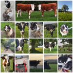 Farm animals - some of my favourites